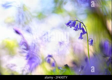 Schöne arty Nahaufnahme von einzelnen Bluebell in Waldlandschaft im Frühjahr mit Out of Focus Bäume, Himmel, Bluebells. Stockfoto