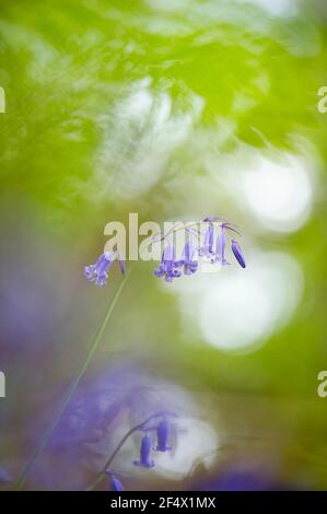 Schöne Nahaufnahme eines einzelnen Bluebells mit lila Unschärfe im Vordergrund und verschwommenen Waldfarben im Hintergrund. Stockfoto