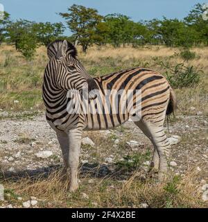 Wildes Zebra aus nächster Nähe an der Savanne aus dem Etosha Nationalpark, Namibia, Afrika Stockfoto