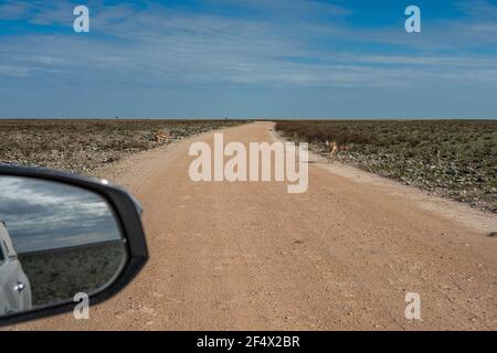 Springbok Antilope auf der Straße im Etosha Nationalpark. Namibia, Afrika Stockfoto
