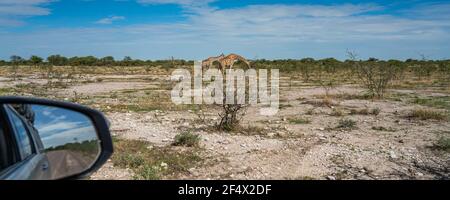 Blick aus dem Auto auf Giraffen, Giraffa camelopardalia, durch Grasland am Etosha Nationalpark, Namibia, Panorama Stockfoto