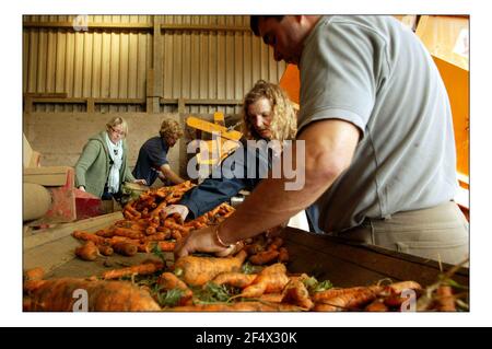 Deborah Ross verbringt den Tag damit, auf der Farm des Prinzen von Wales zu arbeiten: Duchy Home Farm, Broadfield Farm, Tetbury.pic David Sandison 11/10/2005 Stockfoto