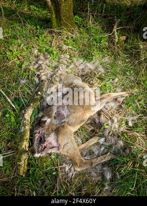 Ein totes Reh (Capreolus capreolus) auf den Mendip Hills mit Beweisen, dass der Kadaver teilweise gefressen wurde. Stockfoto