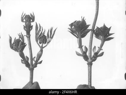 Bilderschließung in Vorbereitung Traubenernte (Sambucus racemosa), Blütenknospen Stockfoto