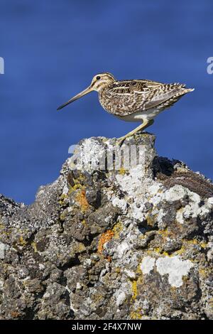 Schnepfe - auf LavastrockenGallinago gallinago Island BI026959 Stockfoto