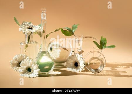 Weiße Glanze in Gläsern aus transparentem Glas, Fläschchen. Reflexionen, verzerrte florale Elemente. Entsättigte beigefarbene Hintergrundfarbe. Natürliches Sonnenlicht, lange Schatten Stockfoto