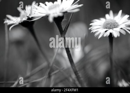 Schwarz-Weiß-Fotografie einer Celandine-Blume, einer beliebten und häufigen Wildblume, die in den Wiesen und Hecken der britischen Landschaft gefunden wurde Stockfoto