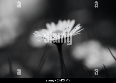 Schwarz-Weiß-Fotografie einer Celandine-Blume, einer beliebten und häufigen Wildblume, die in den Wiesen und Hecken der britischen Landschaft gefunden wurde Stockfoto