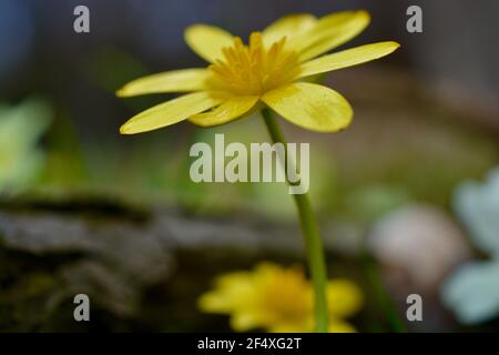 Nahaufnahme einer Gruppe von gelben Zöllchen und Primeln, einer gewöhnlichen Wildblume, die im Frühling auf den Wiesen und Hecken der britischen Landschaft gefunden wurde Stockfoto