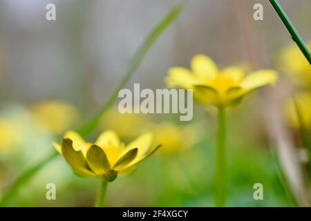 Nahaufnahme einer Gruppe von gelben Zöllchen und Primeln, einer gewöhnlichen Wildblume, die im Frühling auf den Wiesen und Hecken der britischen Landschaft gefunden wurde Stockfoto