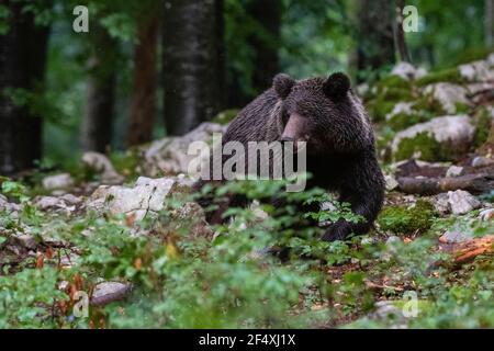 Europäischer Braunbär (Ursus arctos), Notranjska Wald, Slowenien. Stockfoto