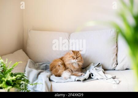 Die rothaarige Katze sitzt zu Hause auf dem Sofa Stockfoto