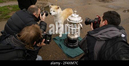 NATIONALE MARKTEINFÜHRUNG VON CRUFTS 2007 im NEC Birmingham 8th. - 11th. März statt. Fotoanruf im Green Park in London. Hahn der Japaner Akita Inu fotografiert mit dem Crufts Trophy pic David Sandison Stockfoto