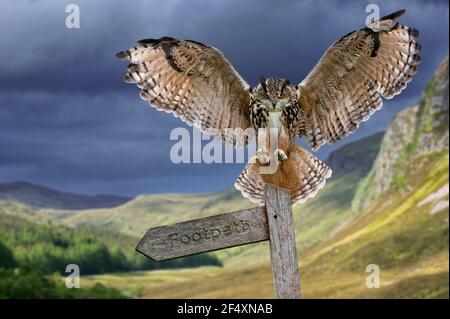 Eurasische Adlereule (Bubo bubo) Landung mit offenen Flügeln auf Wegweiser in der Dämmerung Stockfoto