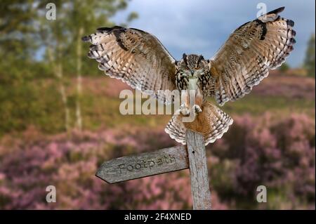 Eurasische Adlereule (Bubo bubo) Landung mit offenen Flügeln auf Wegweiser in Heide in der Dämmerung Stockfoto