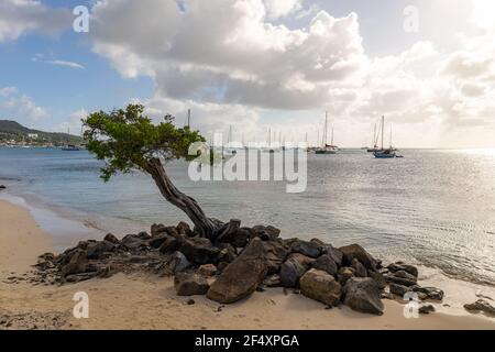 Pointe Marin Beach, Sainte-Anne, Martinique, Französische Antillen Stockfoto