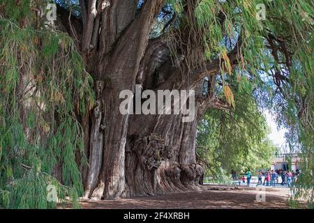 Tule Tree, 2000-jährige Montezuma Zypresse (Taxodium mucronatum) mit dem breitesten Umfang der Welt (40m) in Santa María del Tule, Oaxaca, Mexiko Stockfoto