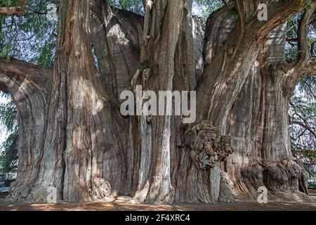 Tule Tree, 2000-jährige Montezuma Zypresse (Taxodium mucronatum) mit dem breitesten Umfang der Welt (40m) in Santa María del Tule, Oaxaca, Mexiko Stockfoto