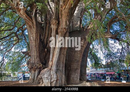 Tule Tree, 2000-jährige Montezuma Zypresse (Taxodium mucronatum) mit dem breitesten Umfang der Welt (40m) in Santa María del Tule, Oaxaca, Mexiko Stockfoto