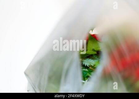UNSCHÄRFE-EFFEKTE. Rette die Erde. Rote und grüne Pflanzen Blumen in einer Plastiktüte auf weißem Hintergrund. Ökologische Probleme. Nahaufnahme. Verschwommen. Nicht fokussiert Stockfoto