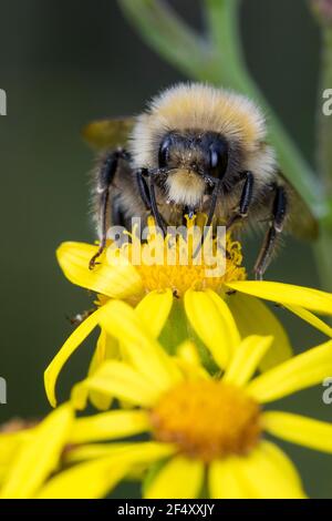 Helle Erdhummel, Hellgelbe Erdhummel, Erdhummel, Erd-Hummel, Männchen, Drohn, Drohne, Blütenbesuch an Jakobs-Greiskraut, Senecio jacobaea, Bombus luco Stockfoto