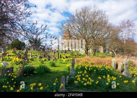 Frühlingshafte Narzissen in St. Laurence Church, Guestling, East Sussex, Großbritannien Stockfoto