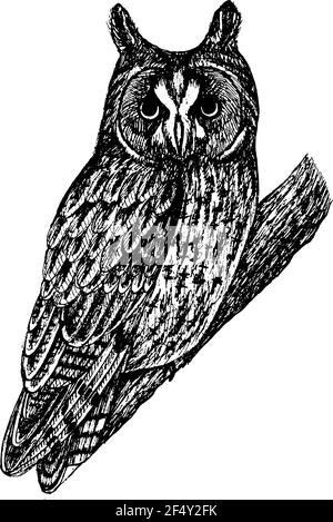 Langohreule realistische Illustration. Skizze mit Schwarzweiß-Tinte. Künstlerische Zeichnung von Wildvögeln auf dem Baum. Vektorgrafiken Stock Vektor