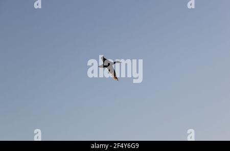 Anas platyrhynchos weibliche Mallardente im Flug mit ausgestreckten Flügeln Vor einem sonnigen blauen Himmel über der Bucht von Santander Kantabrien Spanien Stockfoto