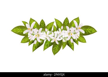 Realistische orange blühende Ast, Blätter, Neroli Blumen und Knospe. Parfümerie und medizinische Pflanze. Stock Vektor