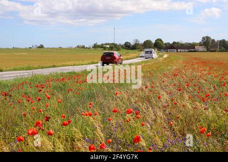 Oland, Schweden - 7. Juli 2020: Verkehr auf einer Landroud mit blühenden Mohnblumen im Vordergrund Stockfoto