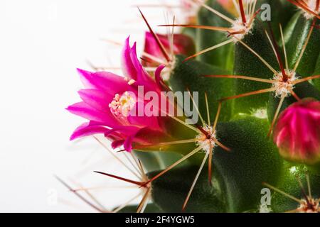 Blühende Kaktusblüte von Mammillaria aus der Nähe isoliert auf weiß Stockfoto