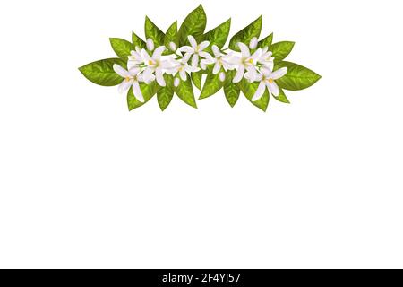 Realistische orange blühende Ast, Blätter, Neroli Blumen und Knospe. Parfümerie und medizinische Pflanze. Stock Vektor