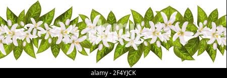Realistische orange blühende Ast, Blätter, Neroli Blumen und Knospe. Parfümerie und medizinische Pflanze. Stock Vektor
