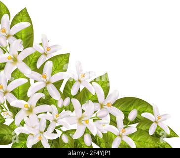 Realistische orange blühende Ast, Blätter, Neroli Blumen und Knospe. Parfümerie und medizinische Pflanze. Stock Vektor
