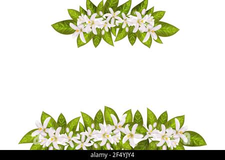 Realistische orange blühende Ast, Blätter, Neroli Blumen und Knospe. Parfümerie und medizinische Pflanze. Stock Vektor