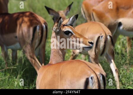 Gazelle wacht über eine mögliche Gefahr, Serengeti, Tansania Stockfoto