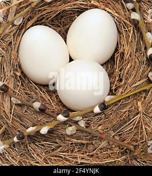 Weiße Vögel Eier in einem Nest zu Ostern Stock Foto Stockfoto