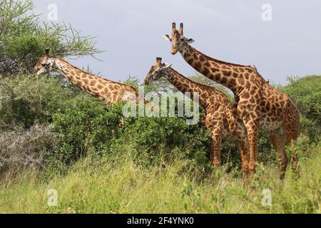 Ein Giraffenstamm, Serengeti, Tansania Stockfoto