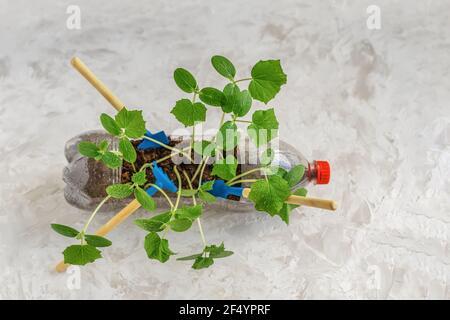 Sprossen, Saufling in recycelten Plastikflasche, Werkzeuge für die Pflanzung und Pflege von Setzlingen. Home Landwirtschaft, Gartenarbeit. Ökologie-Konzept Stockfoto