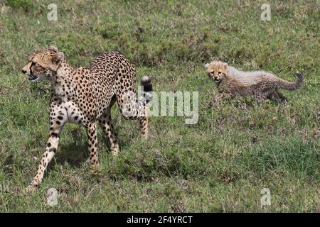 Geparden-Mutter mit ihren Jungen, Serengeti, Tansania Stockfoto