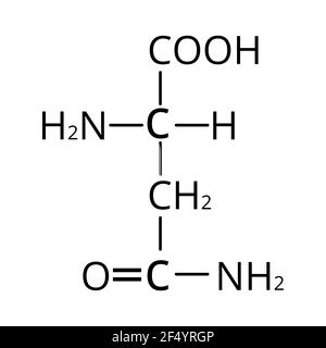 Asparagin ist eine Aminosäure. Chemische Molekülformel Asparagin ist Aminosäure. Vektorgrafik auf isoliertem Hintergrund Stock Vektor