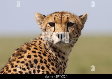 Geparden-Mutter mit ihren Jungen, Serengeti, Tansania Stockfoto