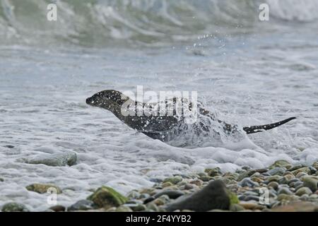 Otter läuft über den Strand in Richtung Meer Lutra lutra Shetland, UK MA002395 Stockfoto