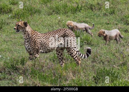 Geparden-Mutter mit ihren Jungen, Serengeti, Tansania Stockfoto