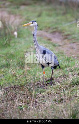 Graureiher (Aredea cineria) Stockfoto