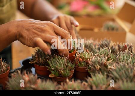 Nahaufnahme Baumschule Arbeiter Anordnung winzige Sukkulenten Pflanzen Stockfoto