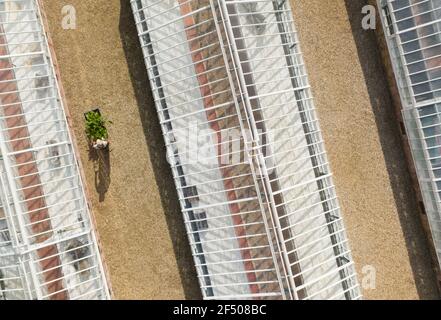 Weibliche Baumschulbesitzerin mit Schubkarre zwischen Gewächshäusern Stockfoto
