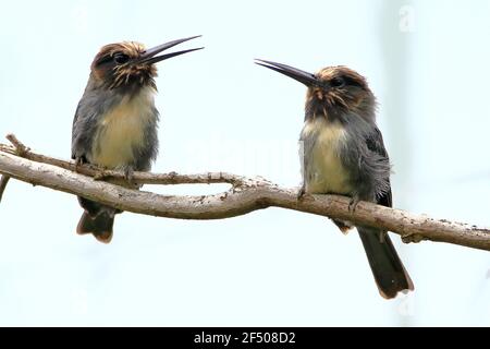 Ein Paar von drei-Toed Jacamar (Jacamaralcyon tridactyla) auf dem Ast thront Stockfoto