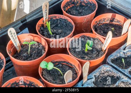 Setzlinge erscheinen etwa eine Woche nach der Aussaat. Hauptsächlich Gurken und Zucchini. Stockfoto