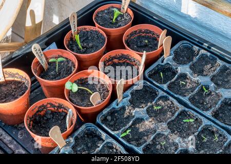 Setzlinge erscheinen etwa eine Woche nach der Aussaat. Hauptsächlich Gurken und Zucchini. Stockfoto